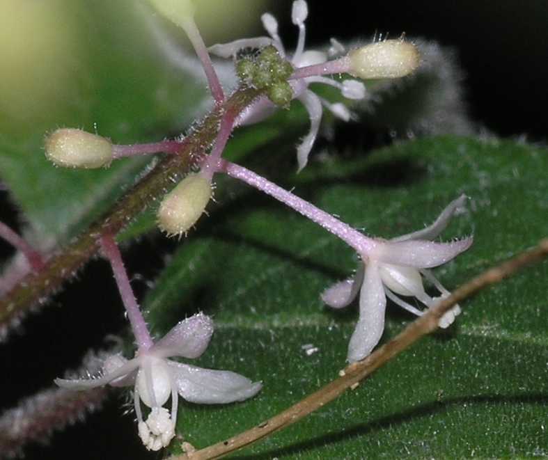 Phytolaccaceae Rivina humilis