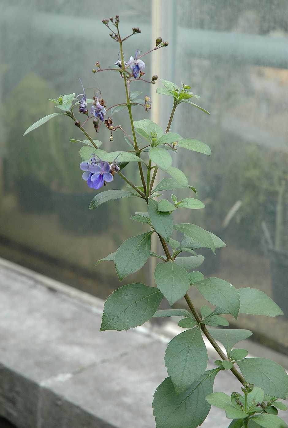 Lamiaceae Clerodendrum myricoides