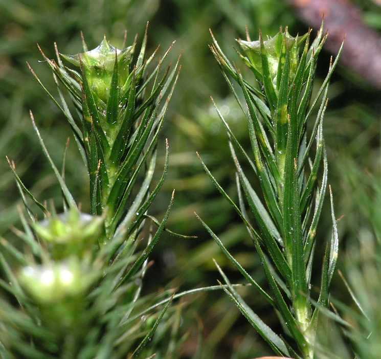 Polytrichaceae Polytrichum 