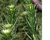 image of Polytrichum 