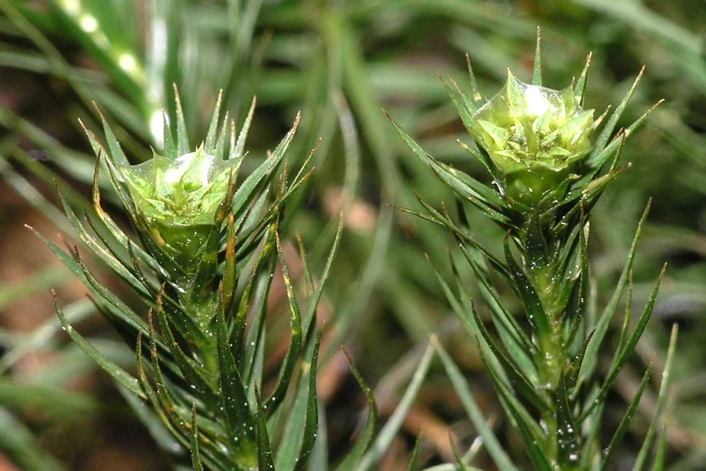 Polytrichaceae Polytrichum 