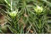 image of Polytrichum 