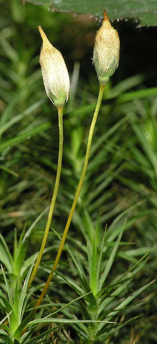 Polytrichaceae Polytrichum 