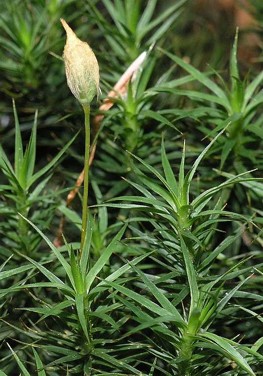 Polytrichaceae Polytrichum 