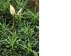 image of Polytrichum 