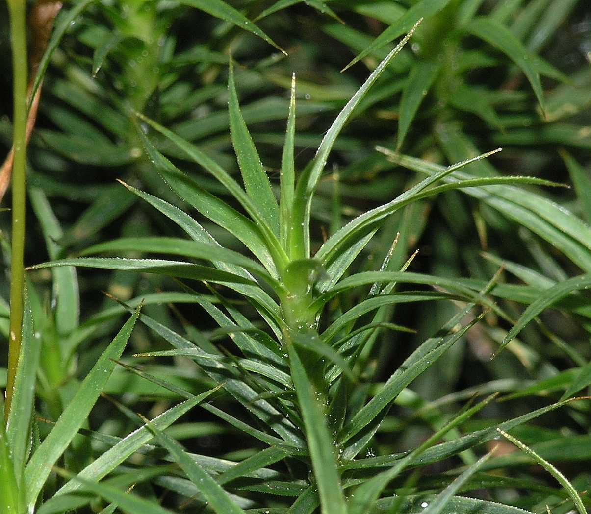 Polytrichaceae Polytrichum 