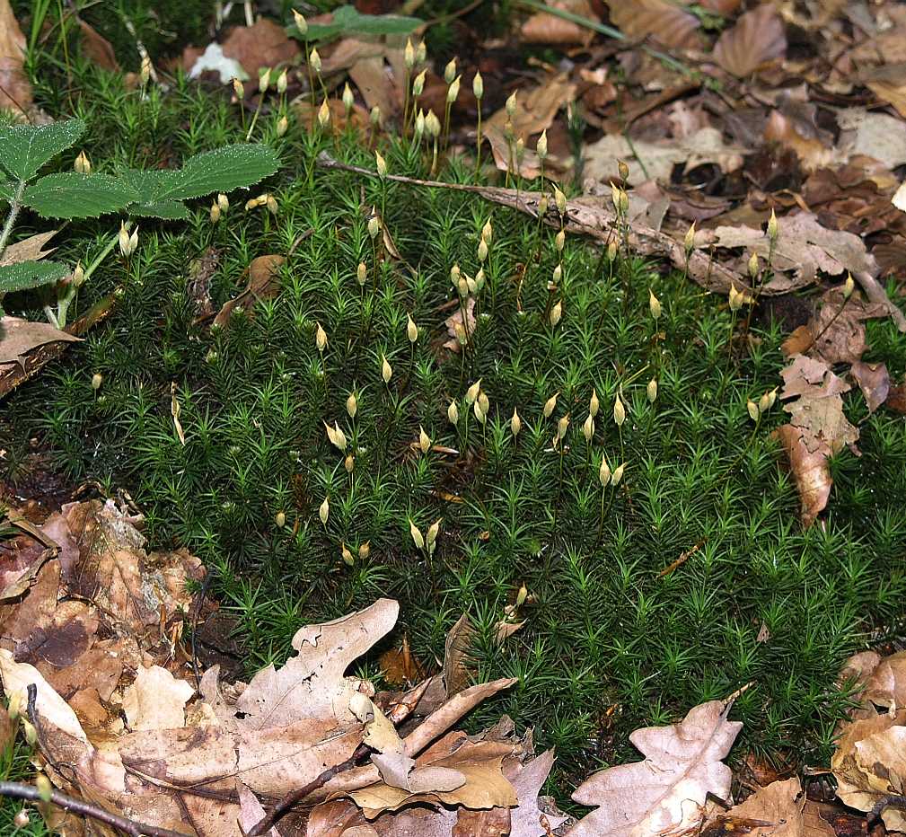 Polytrichaceae Polytrichum 