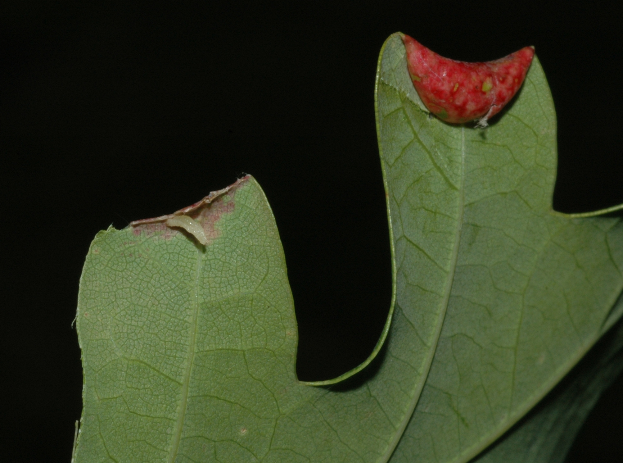 Fagaceae Quercus robur