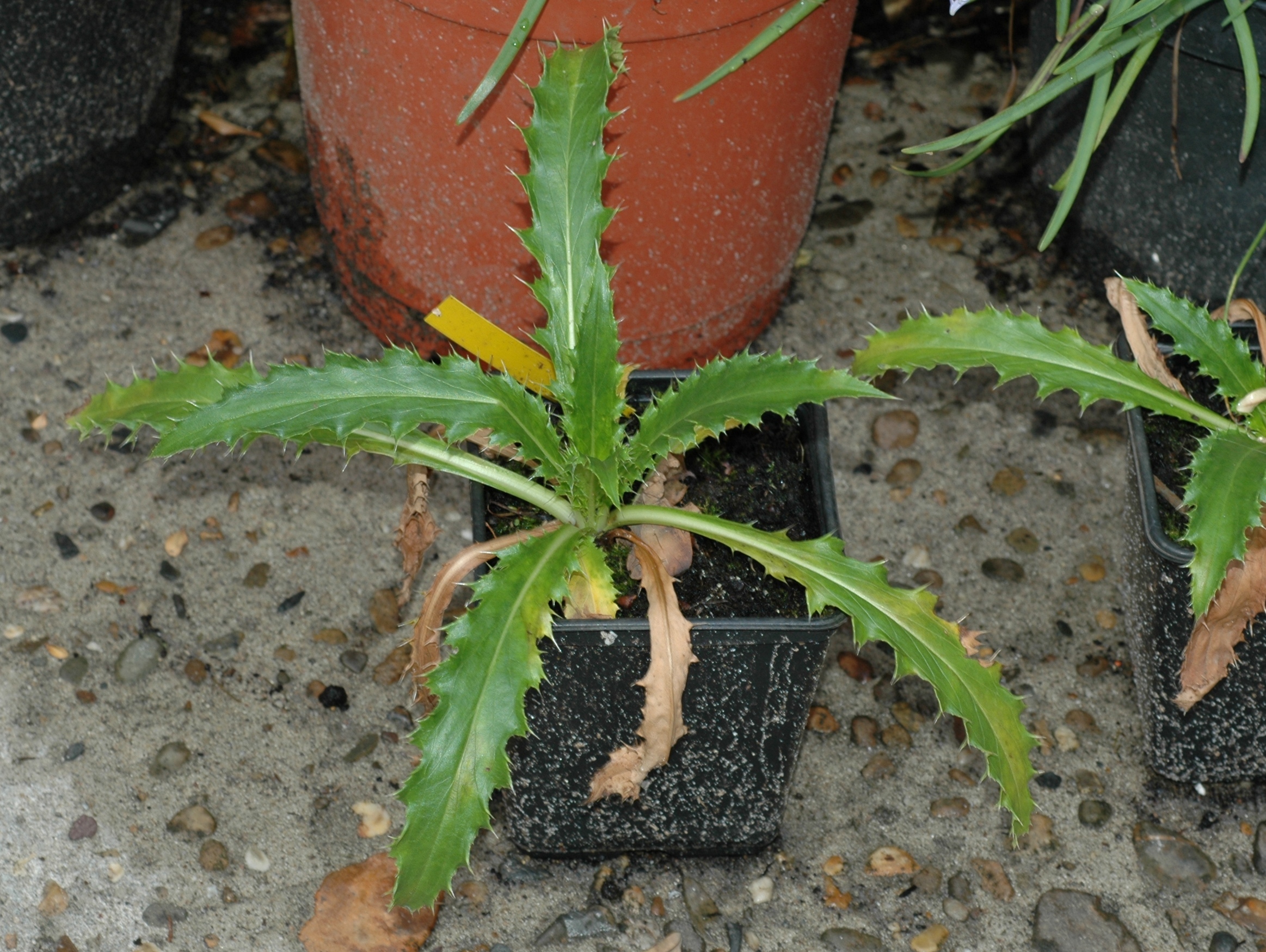 Dipsacaceae Morina longifolia