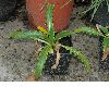 image of Morina longifolia