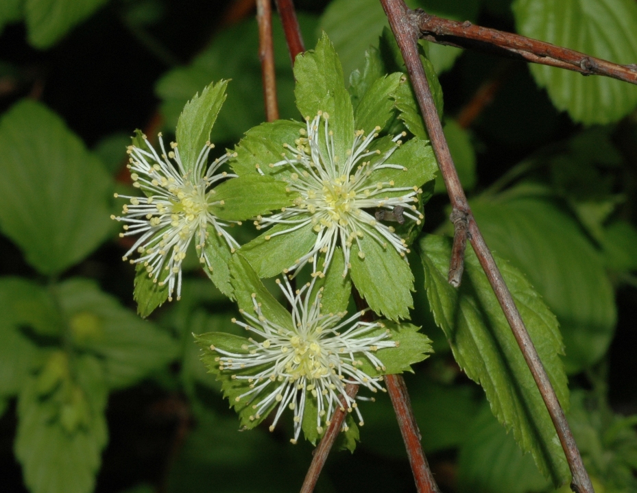 Rosaceae Neviusia alabamensis