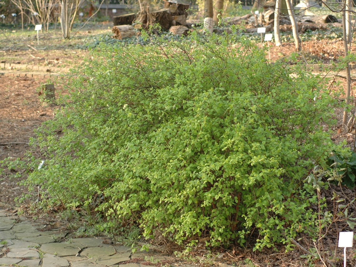 Rosaceae Neviusia alabamensis