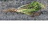 image of Cichorium intybus