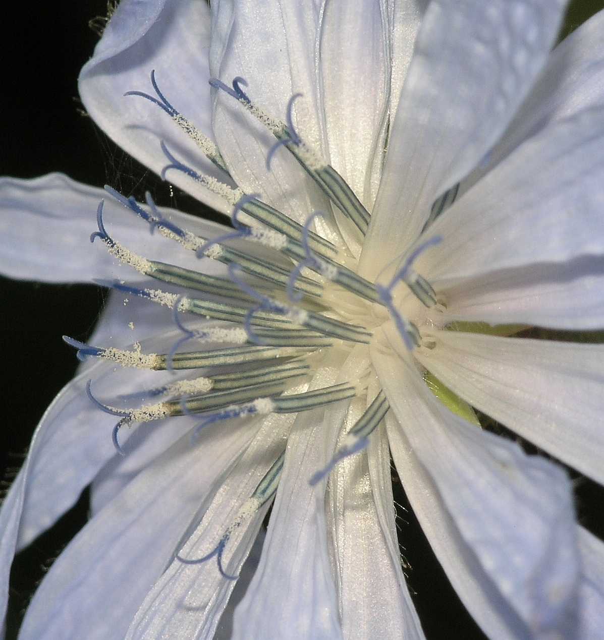 Asteraceae Cichorium intybus