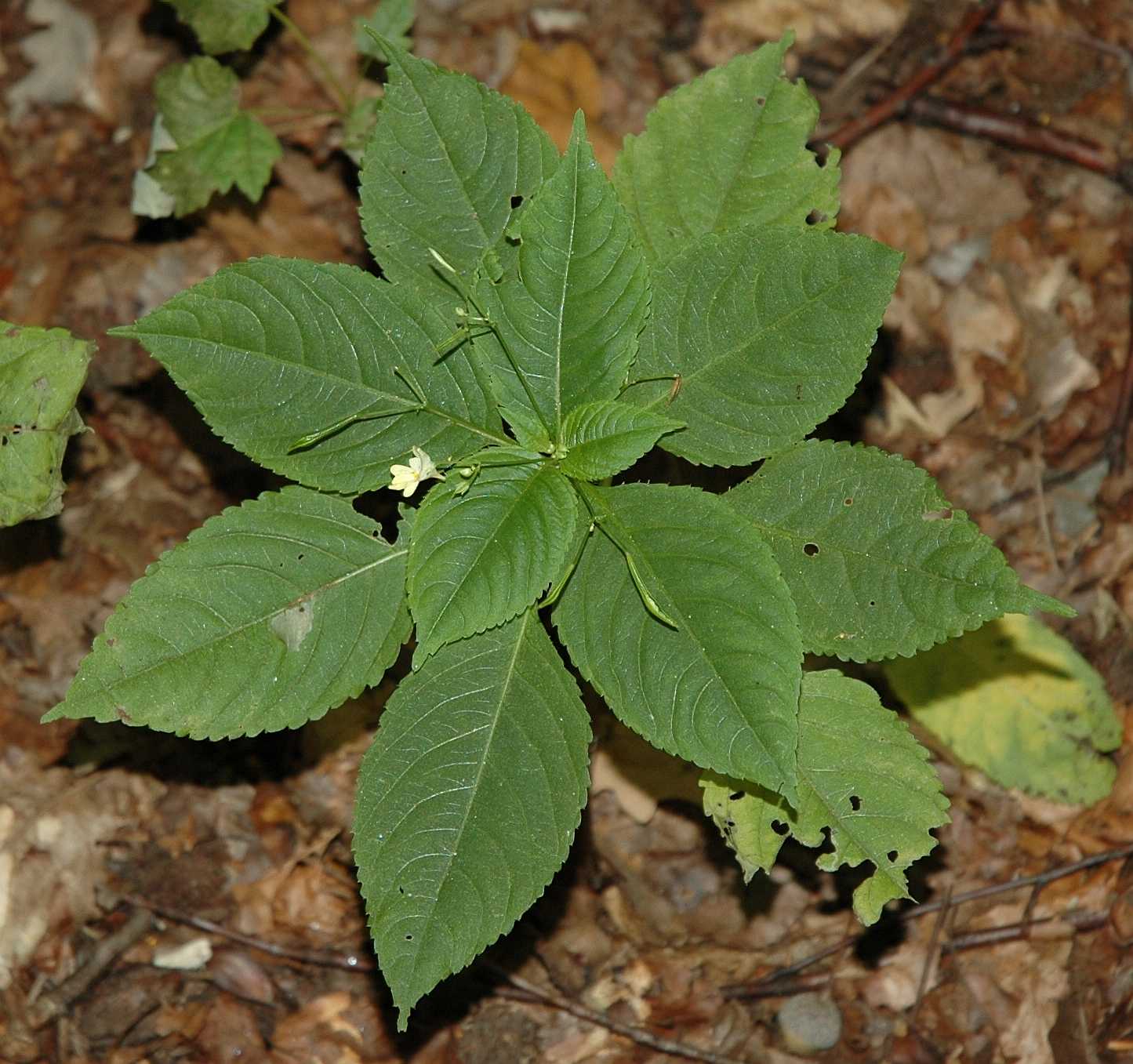 Balsaminaceae Impatiens parviflora