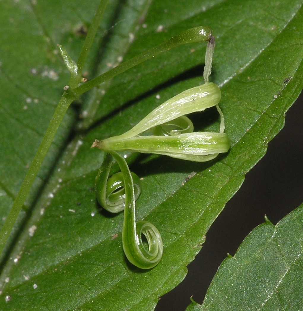 Balsaminaceae Impatiens parviflora