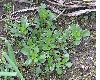 image of Leucanthemum vulgare