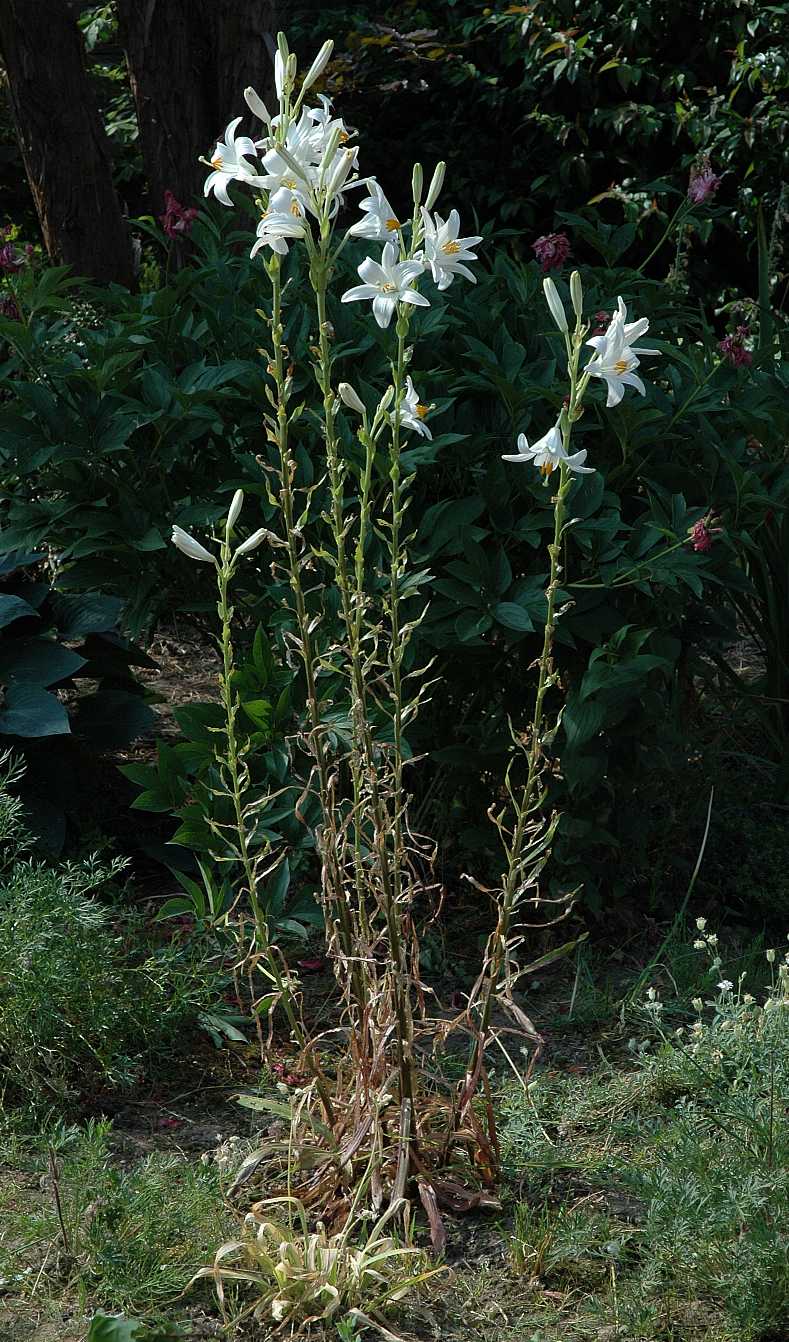 Liliaceae Lilium candidum