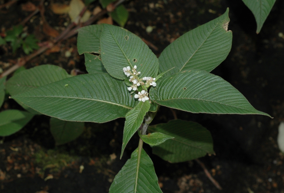 Polygonaceae Aconogonum campanulatum