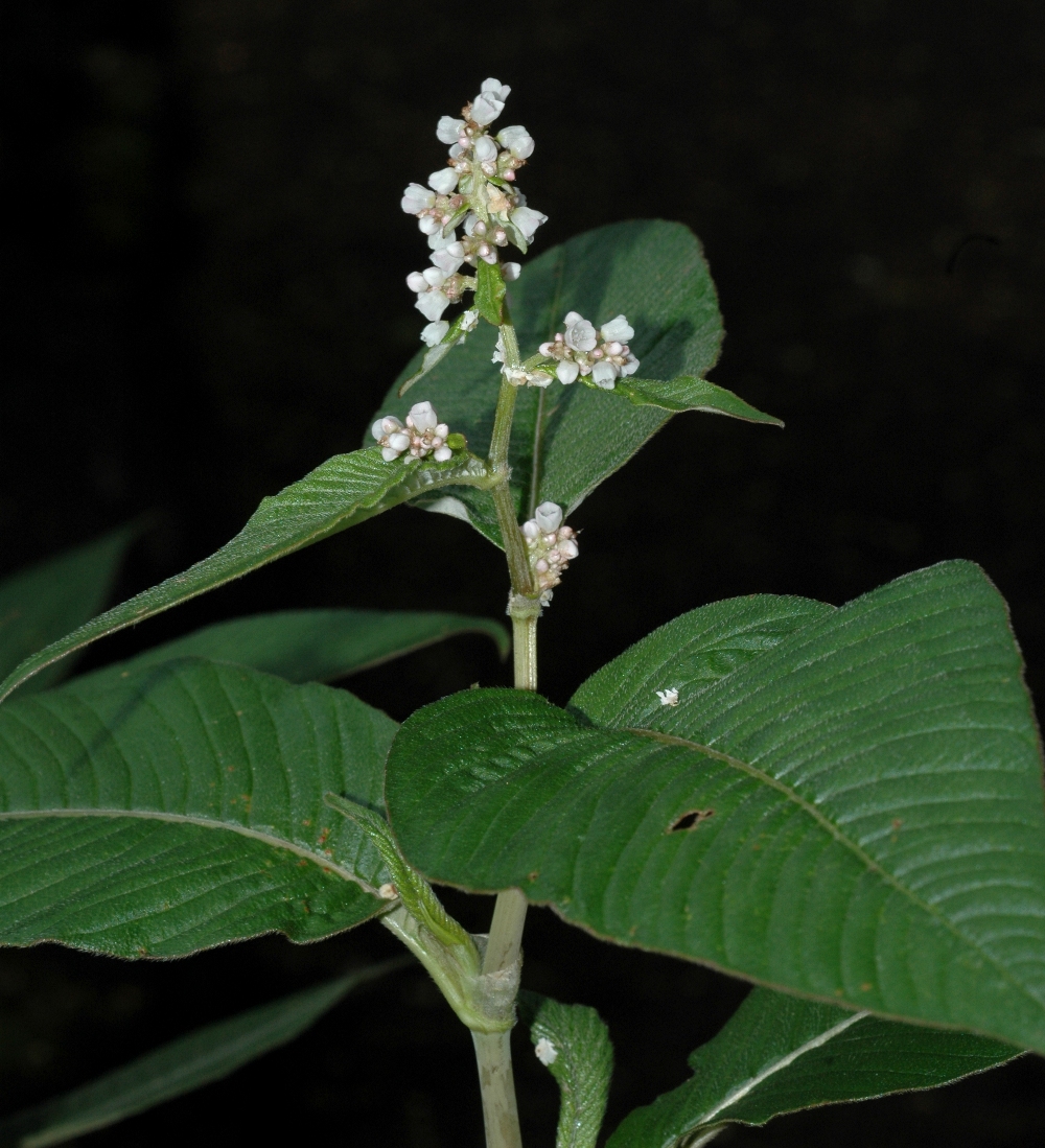 Polygonaceae Aconogonum campanulatum