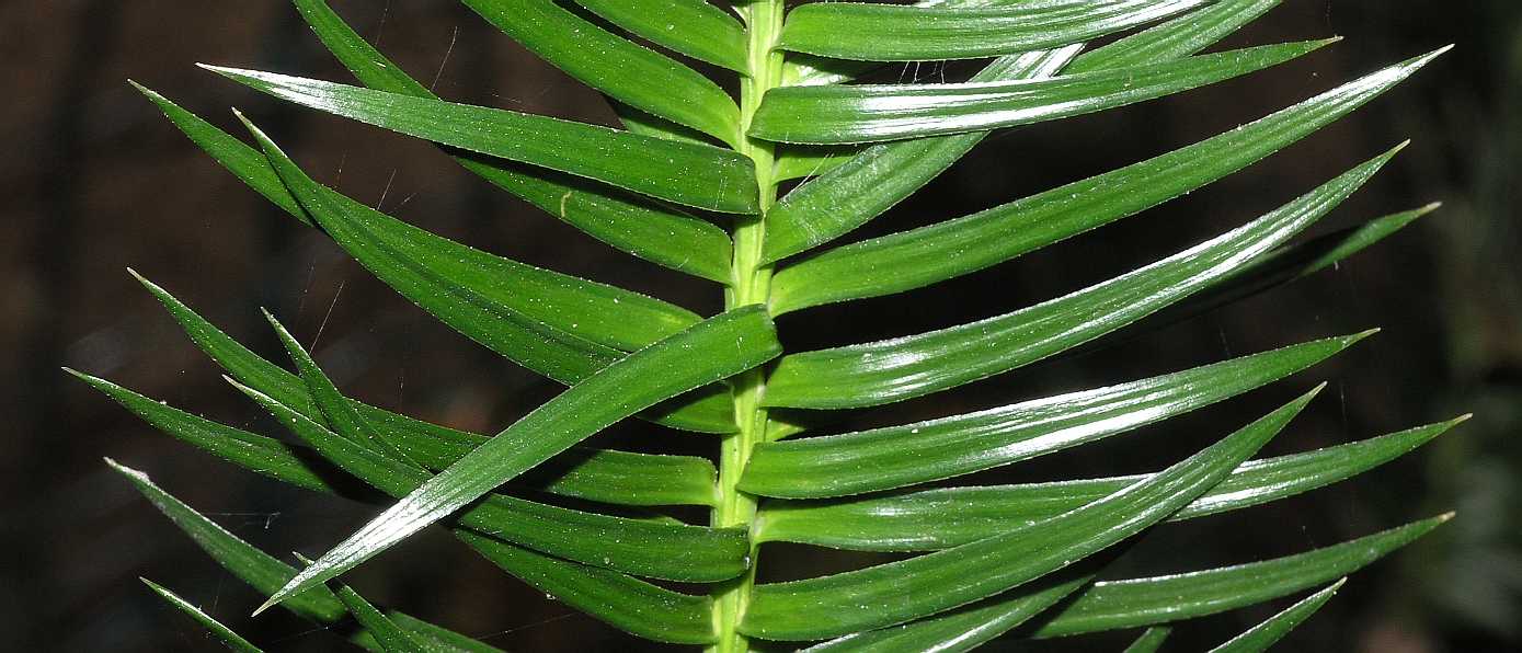 Cupressaceae Cunninghamia lanceolata