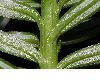 image of Cunninghamia lanceolata