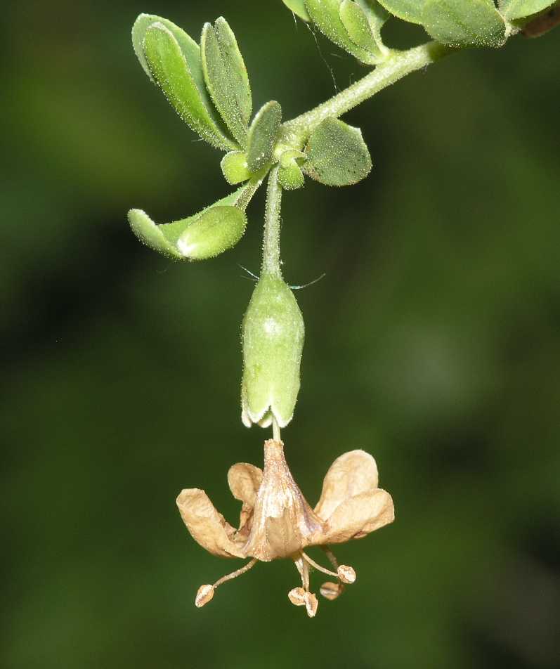 Solanaceae Lycium europaeum