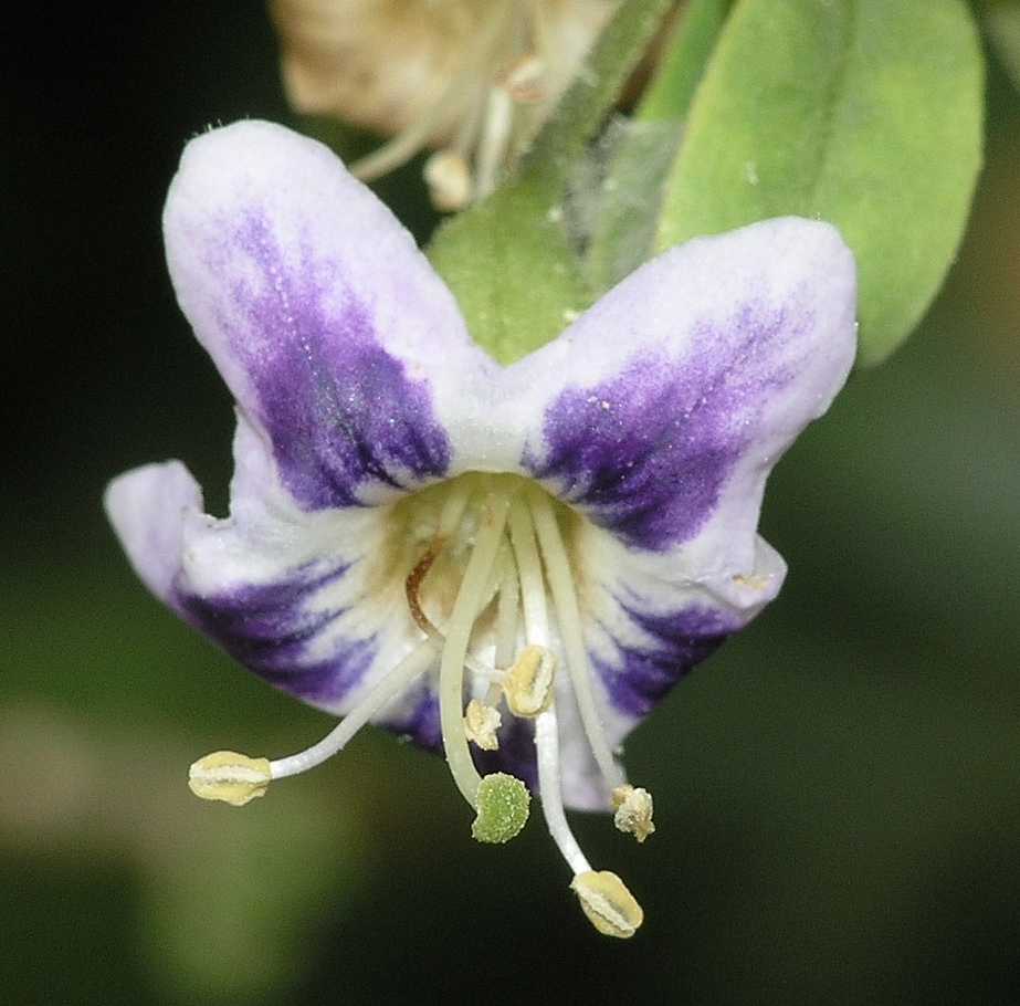 Solanaceae Lycium europaeum