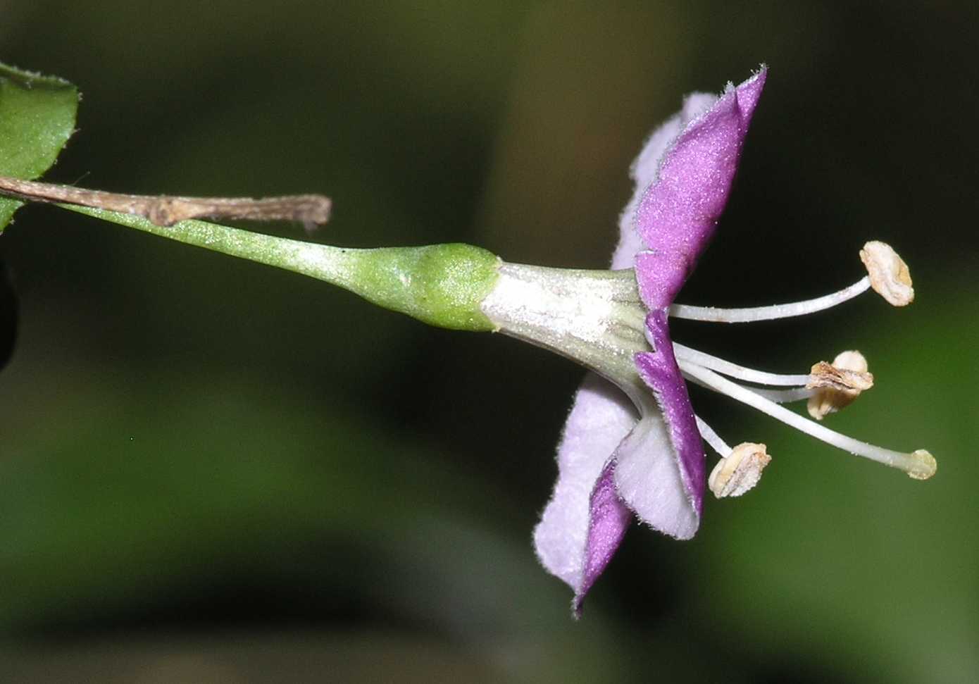 Solanaceae Lycium chinense