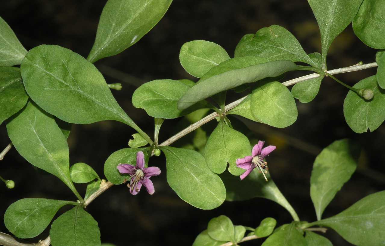 Solanaceae Lycium chinense