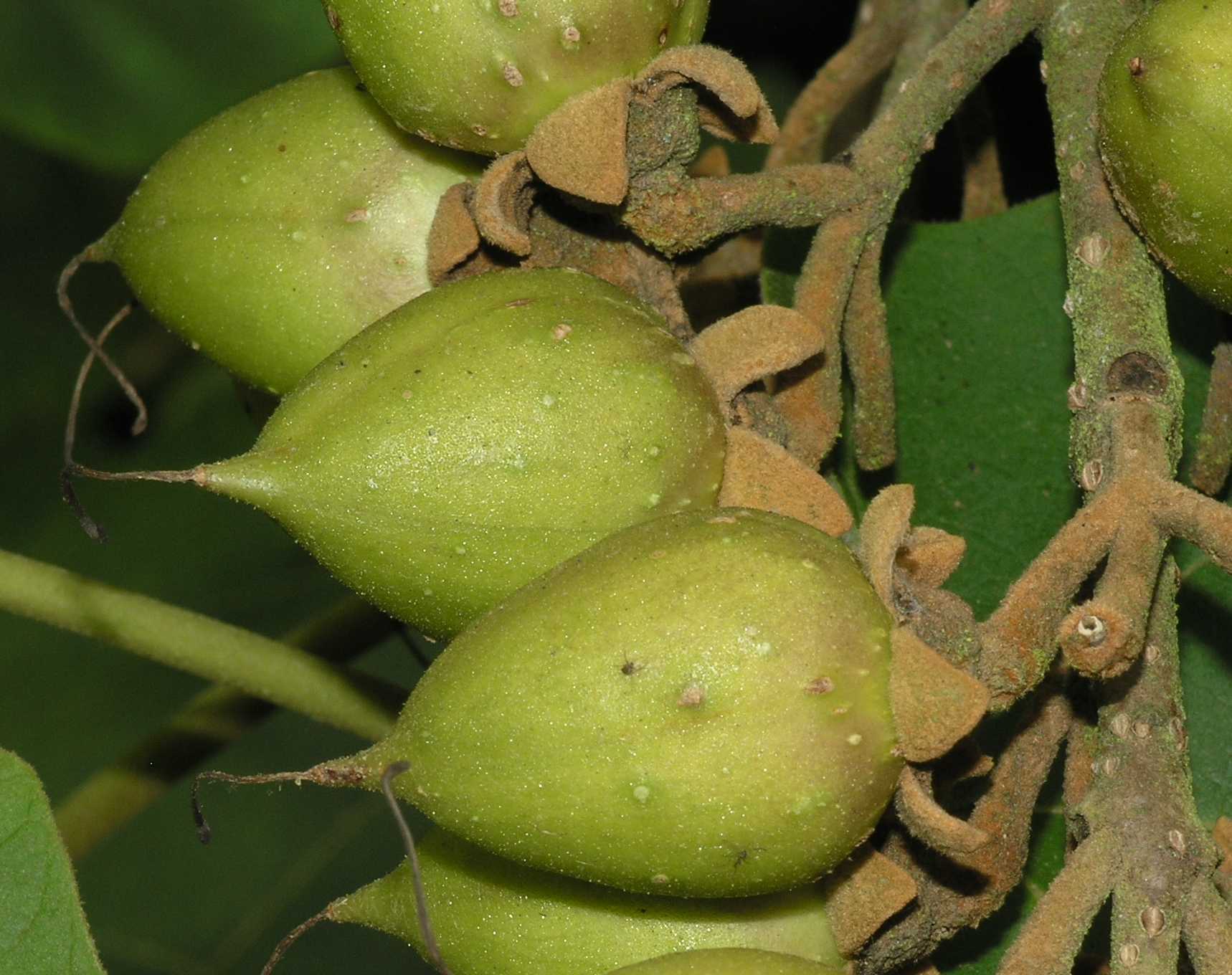Paulowniaceae Paulownia tomentosa