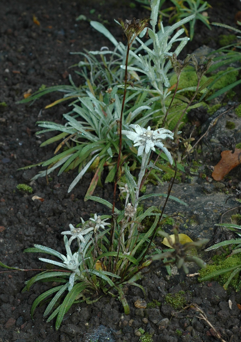 Asteraceae Leontopodium alpinum