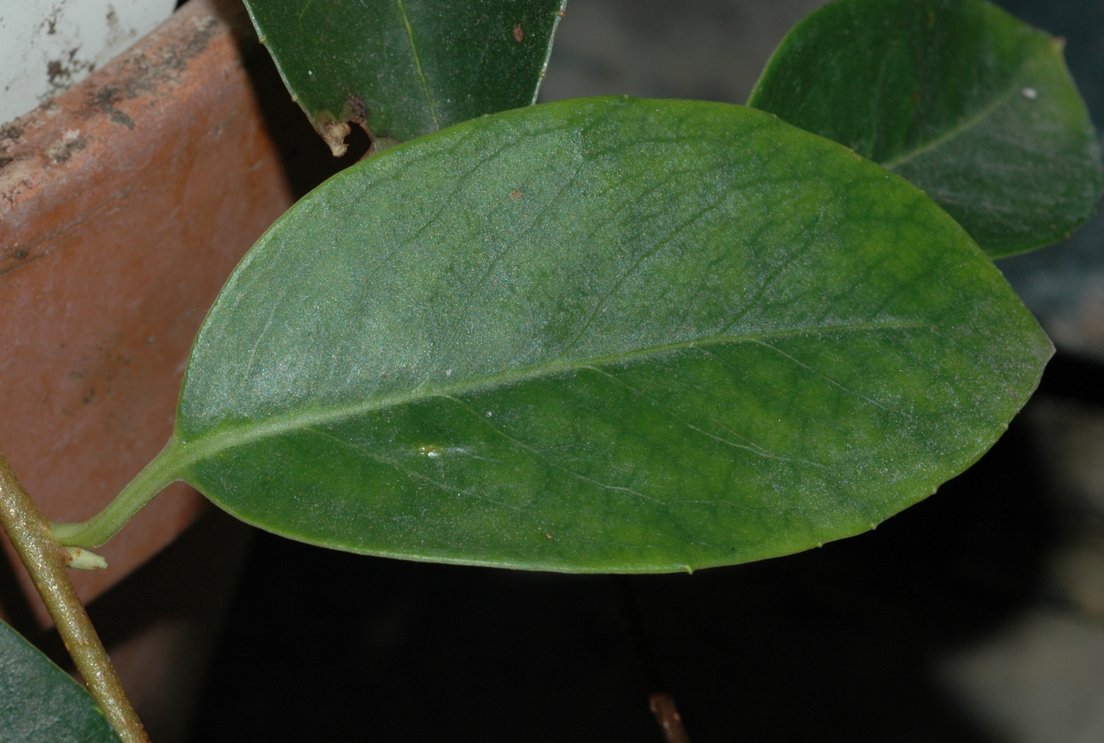 Schisandraceae Kadsura coccinea