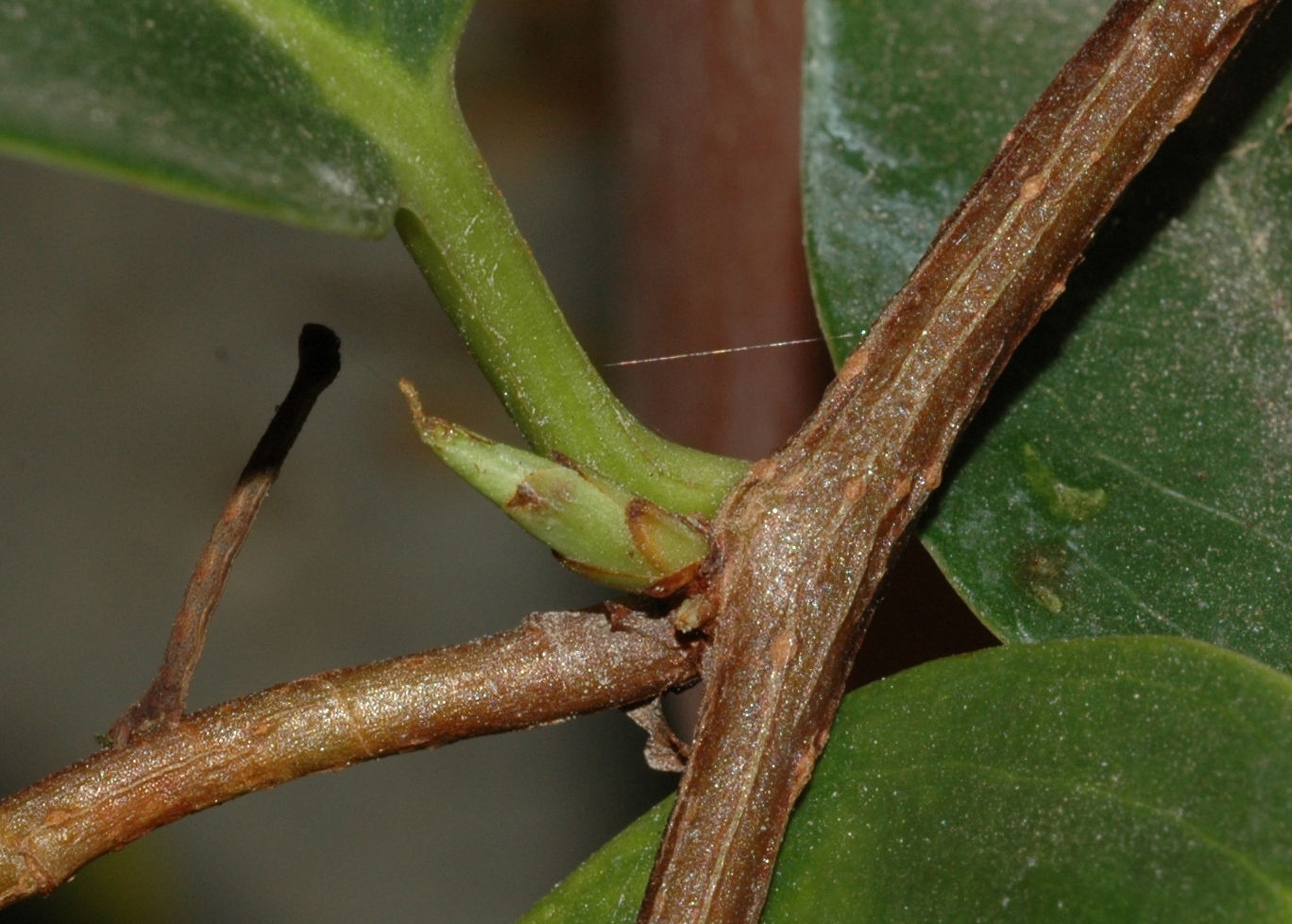 Schisandraceae Kadsura coccinea