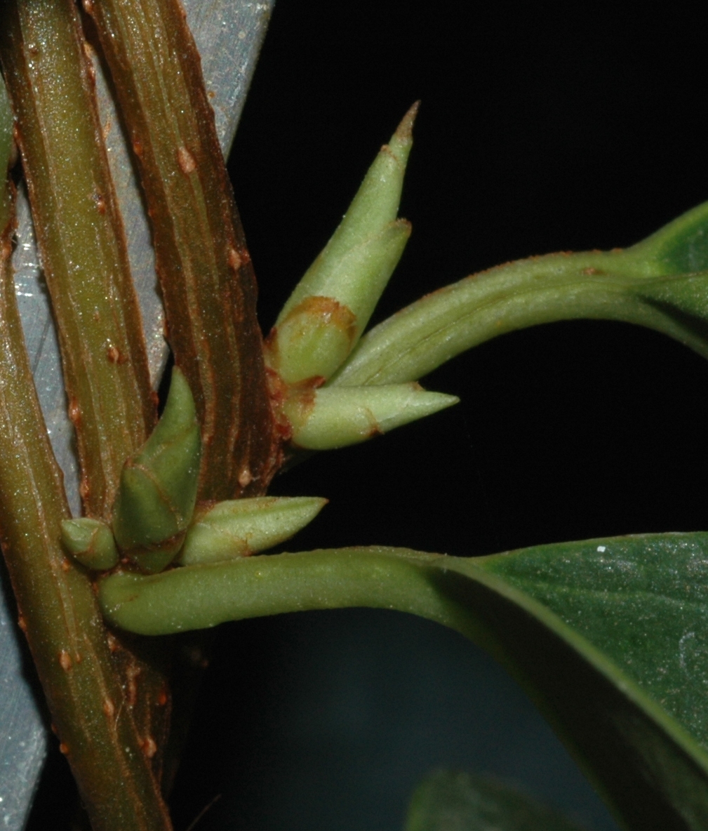 Schisandraceae Kadsura coccinea