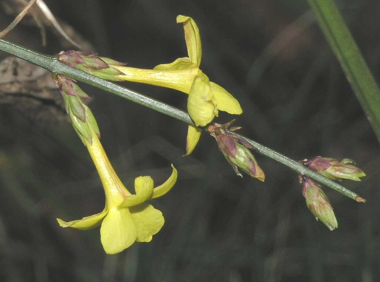 Oleaceae Jasminum nudiflorum