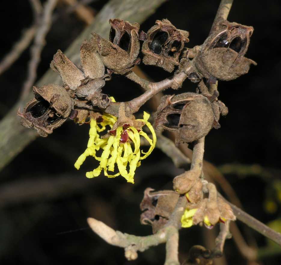 Hamamelidaceae Hamamelis 