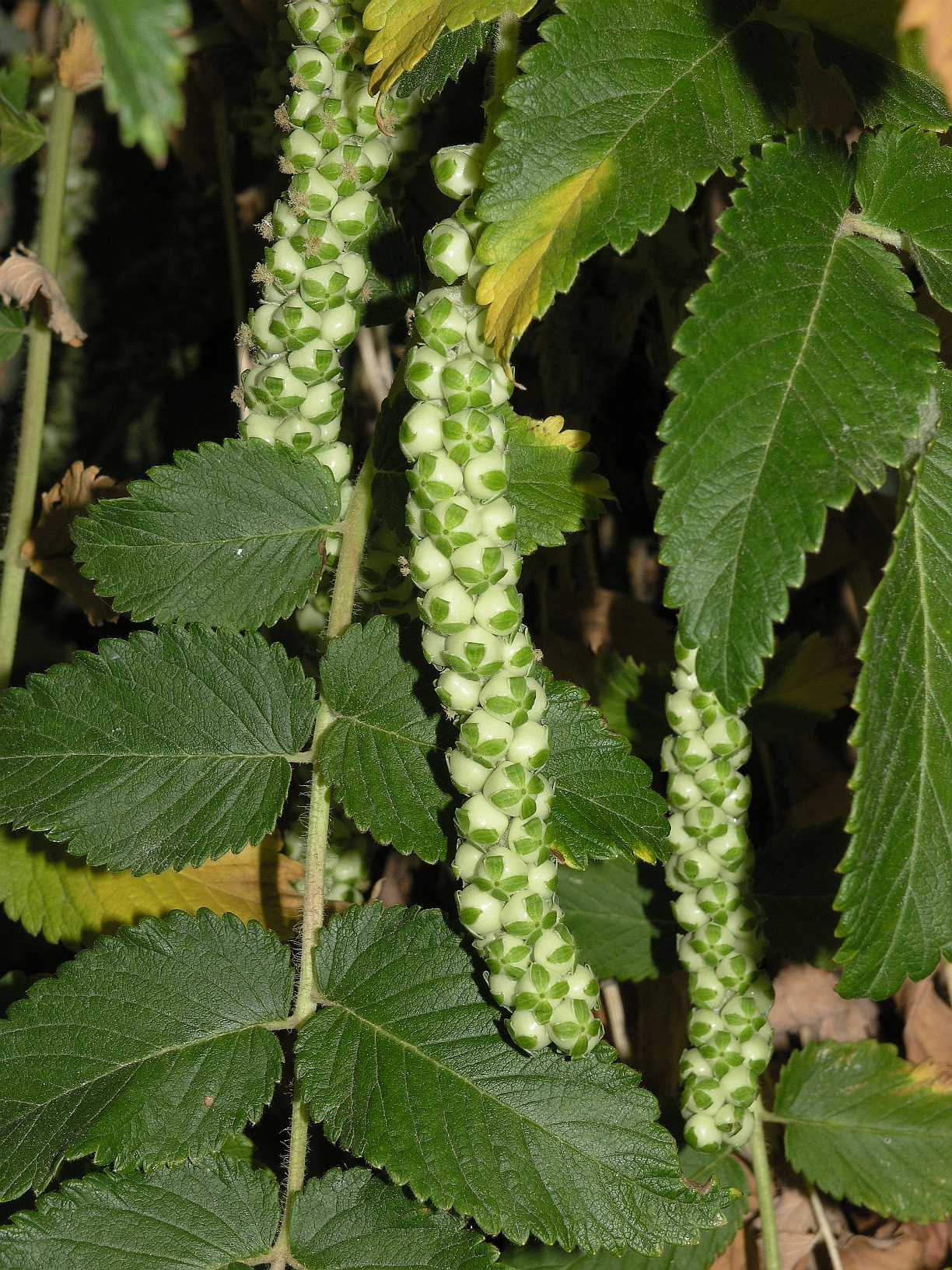 Rosaceae Bencomia caudata