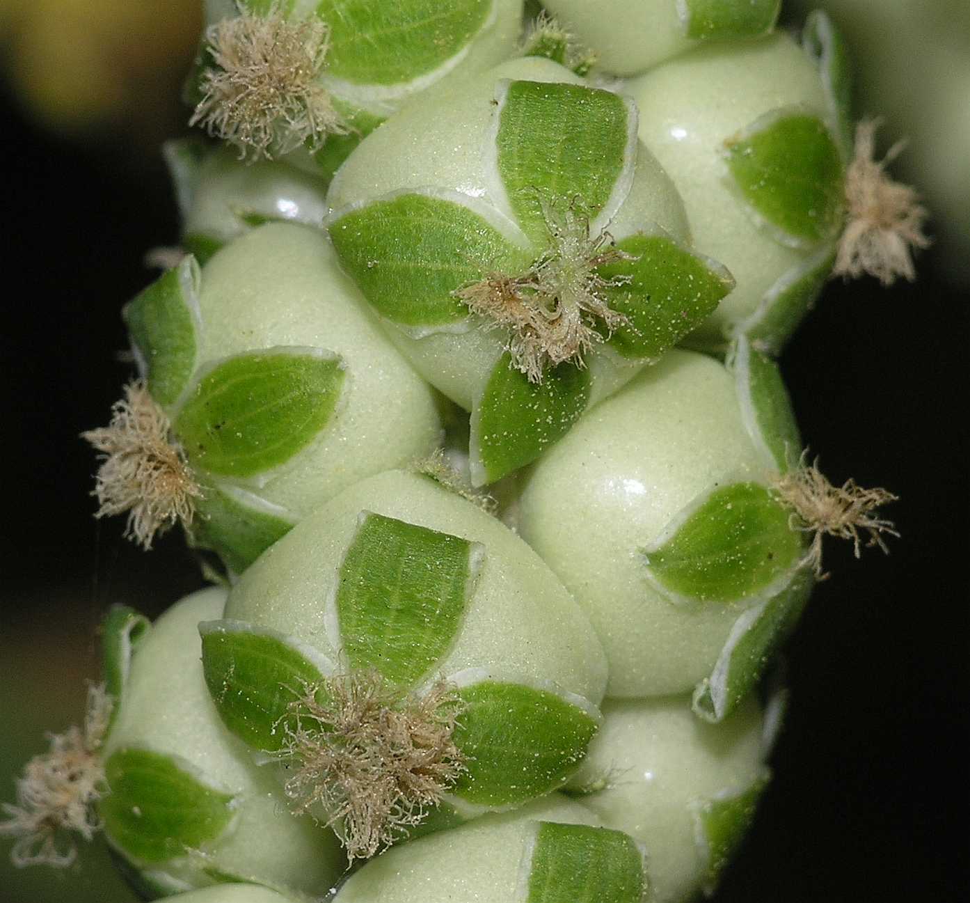 Rosaceae Bencomia caudata