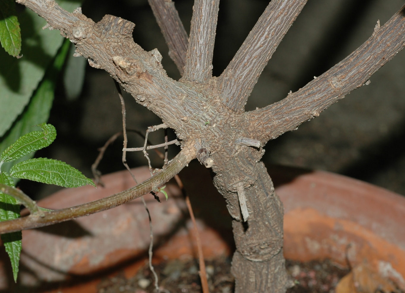 Urticaceae Debregeasia edulis