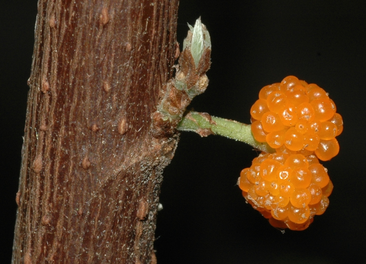 Urticaceae Debregeasia edulis