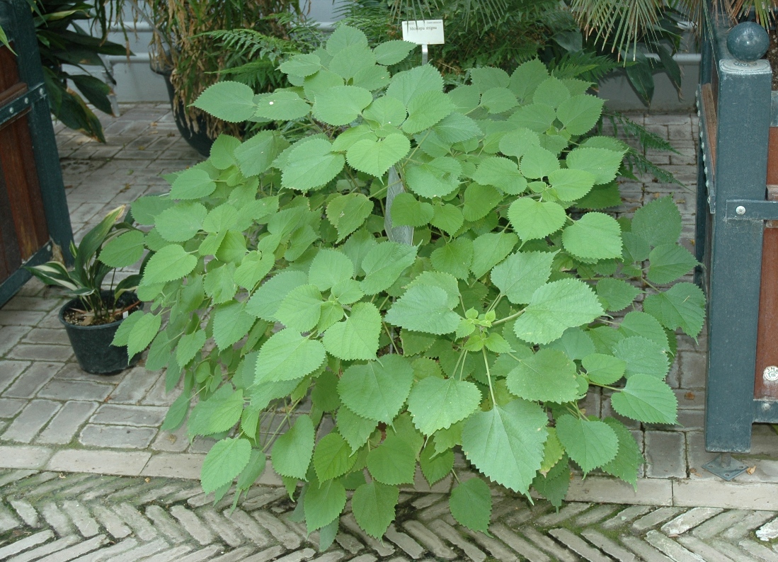 Urticaceae Boehmeria nivea