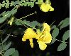image of Colutea arborescens