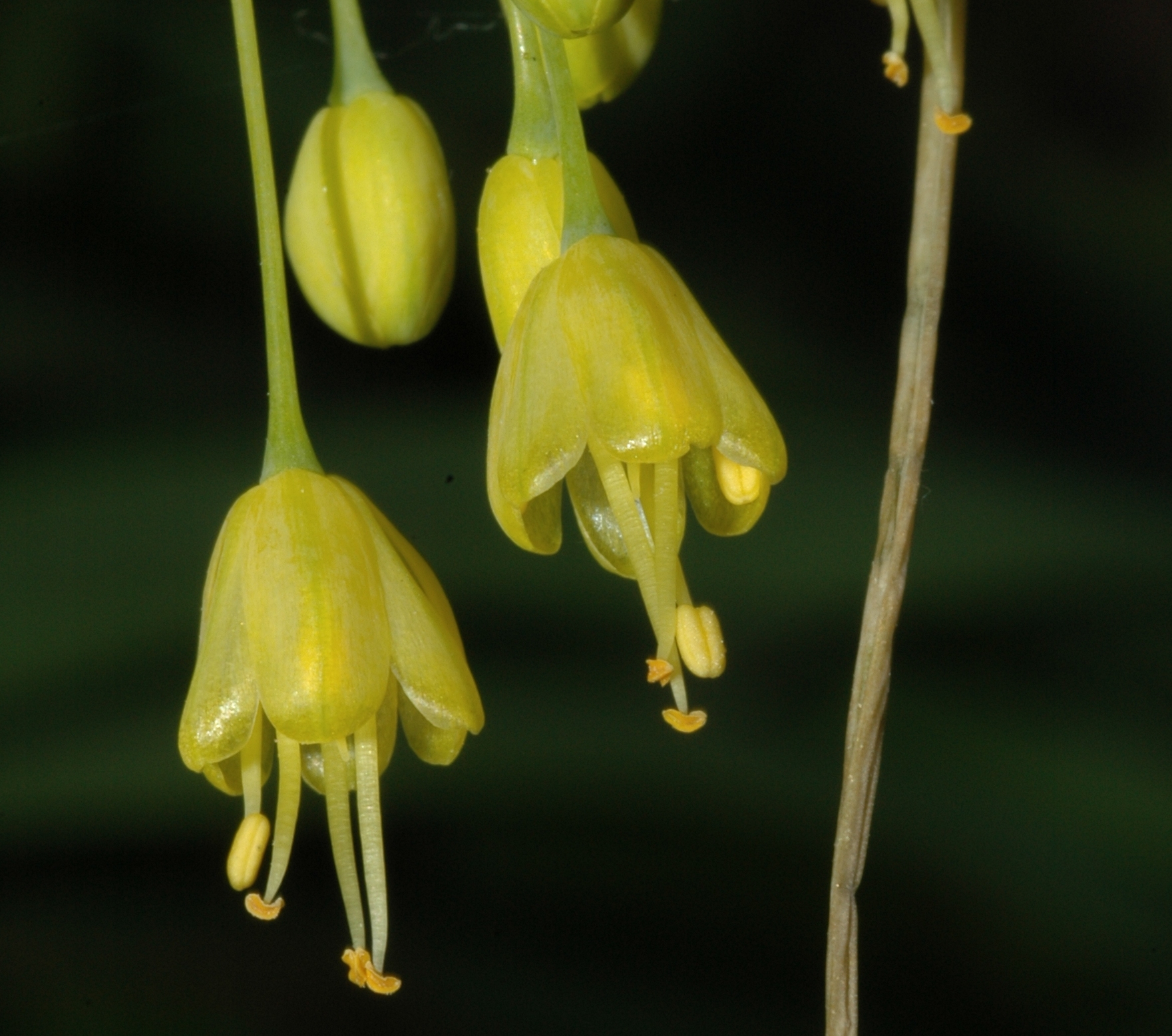 Amaryllidaceae Allium flavum