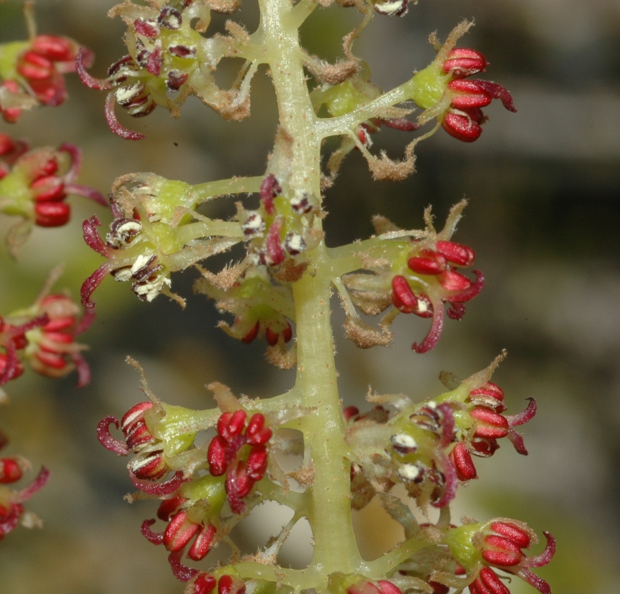 Hamamelidaceae Sinowilsonia henryi