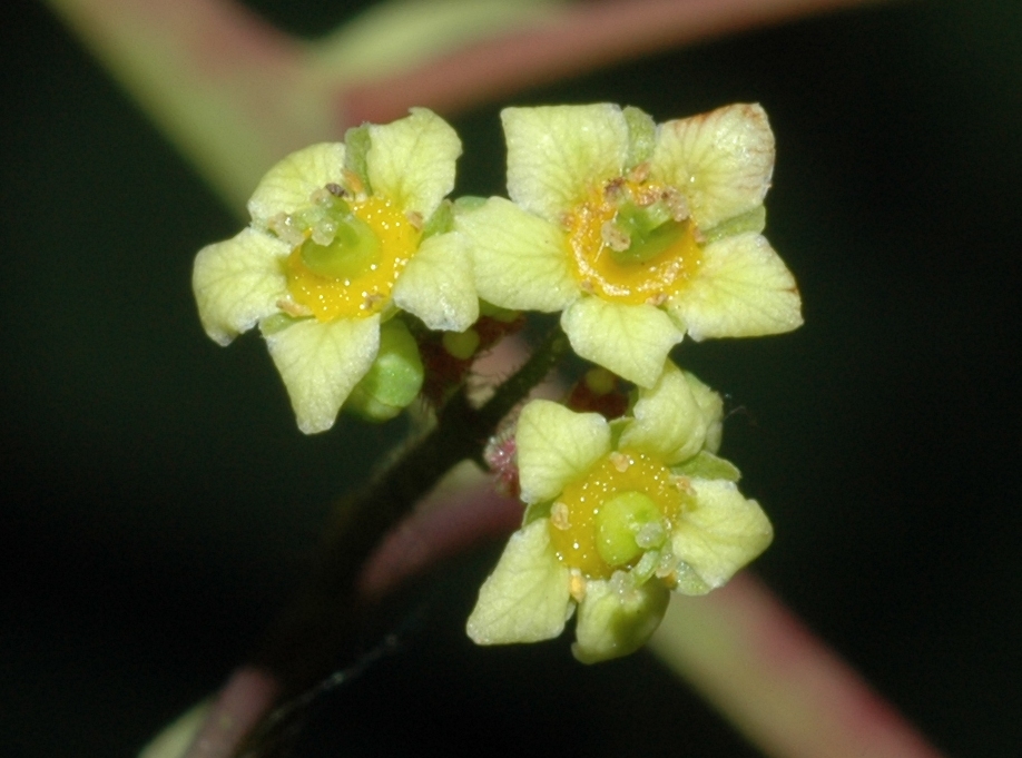 Anacardiaceae Cotinus coggygria