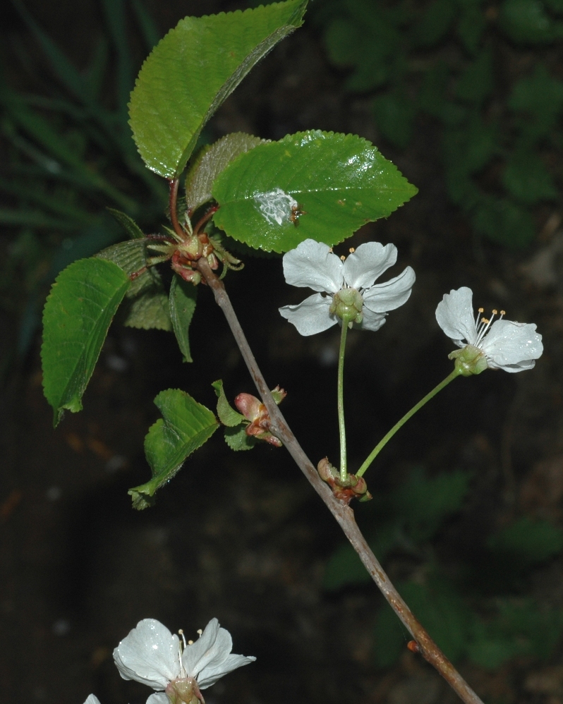 Rosaceae Prunus avium
