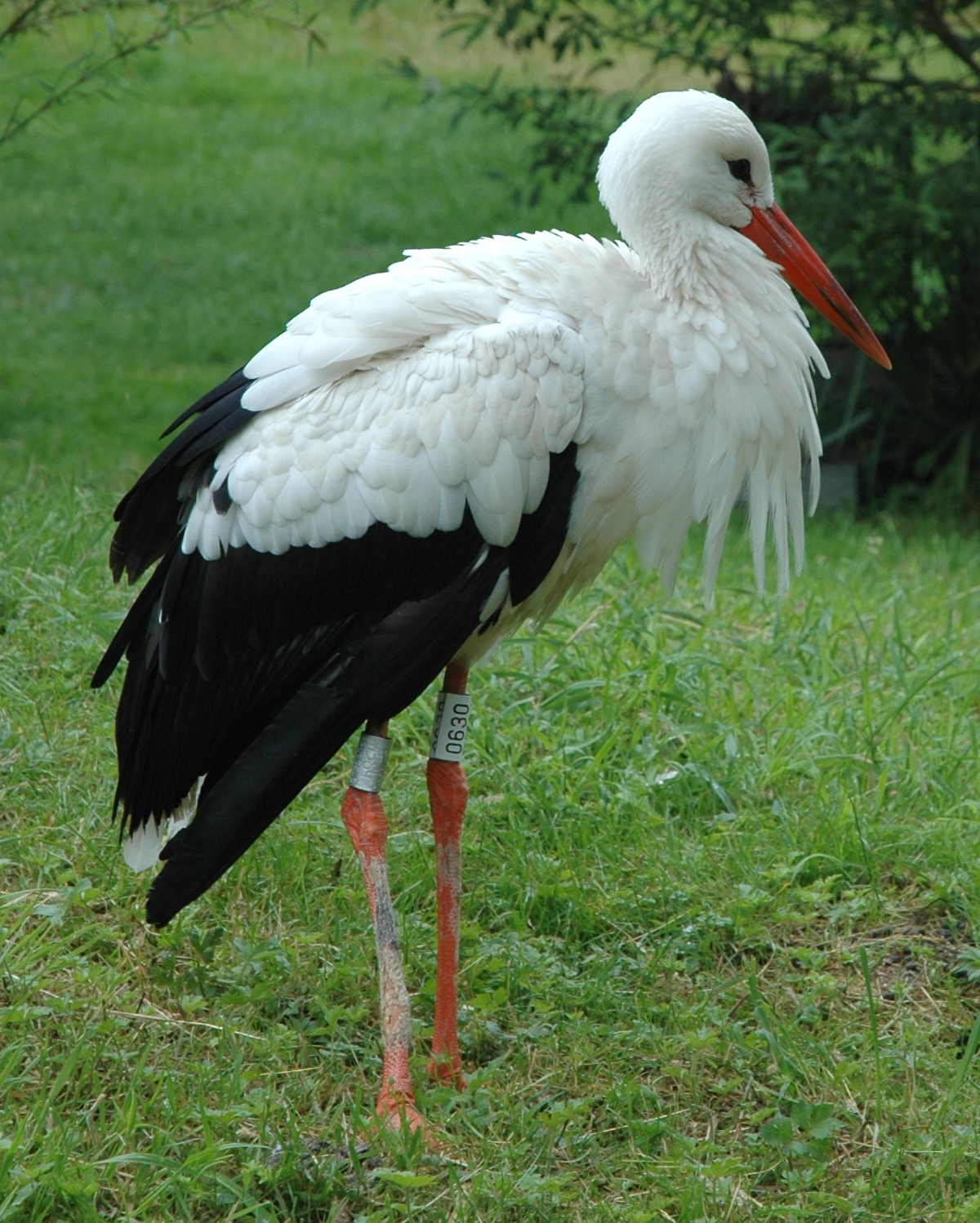 Ciconiidae Ciconia ciconia