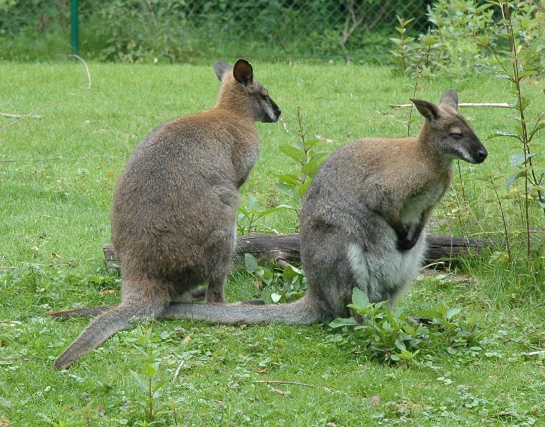 Macropodidae Macropus rufogriseus