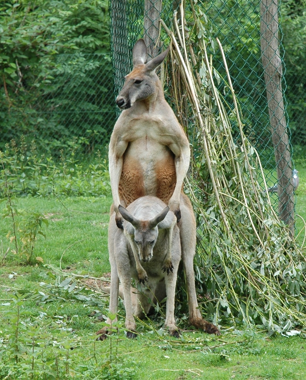 Macropodidae Macropus rufus